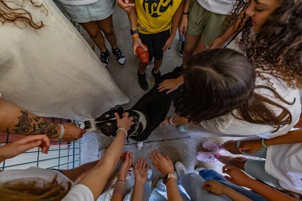 ICE promove nova ação solidária no Parque dos Bichos — foto 1